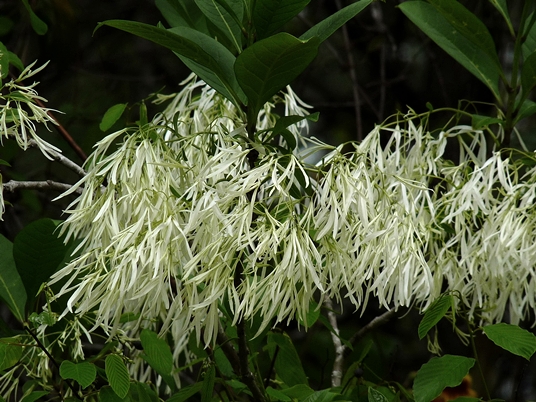 {Chionanthus virginicus}